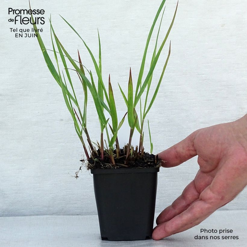 Exemplaar van Panicum virgatum Squaw - Vingergras Kweekpotje van 8/9 cm zoals geleverd in de zomer