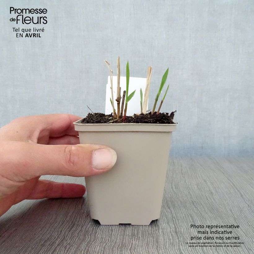 Exemplaar van Panicum virgatum Squaw - Vingergras Kweekpotje van 8/9 cm zoals geleverd in de lente