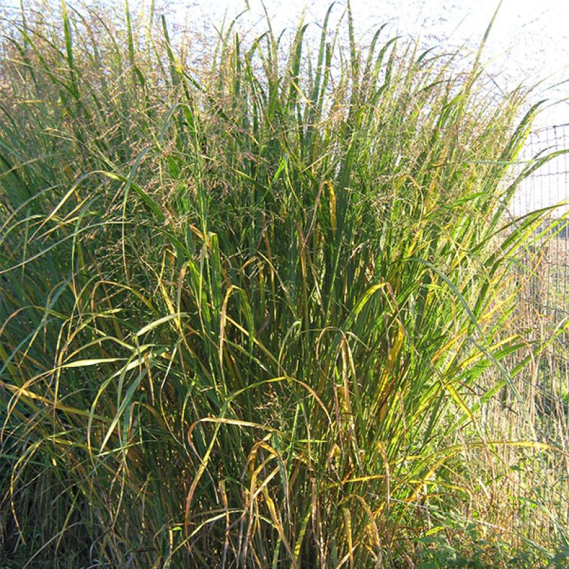 Panicum virgatum Thundercloud - Vingergras (Groeiplaats)