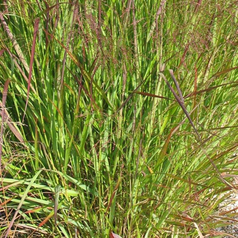 Panicum virgatum Warrior - Vingergras (Blad)