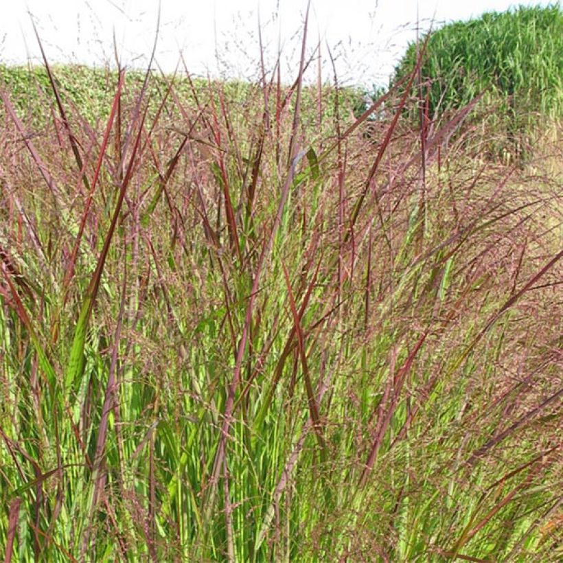 Panicum virgatum Warrior - Vingergras (Bloei)
