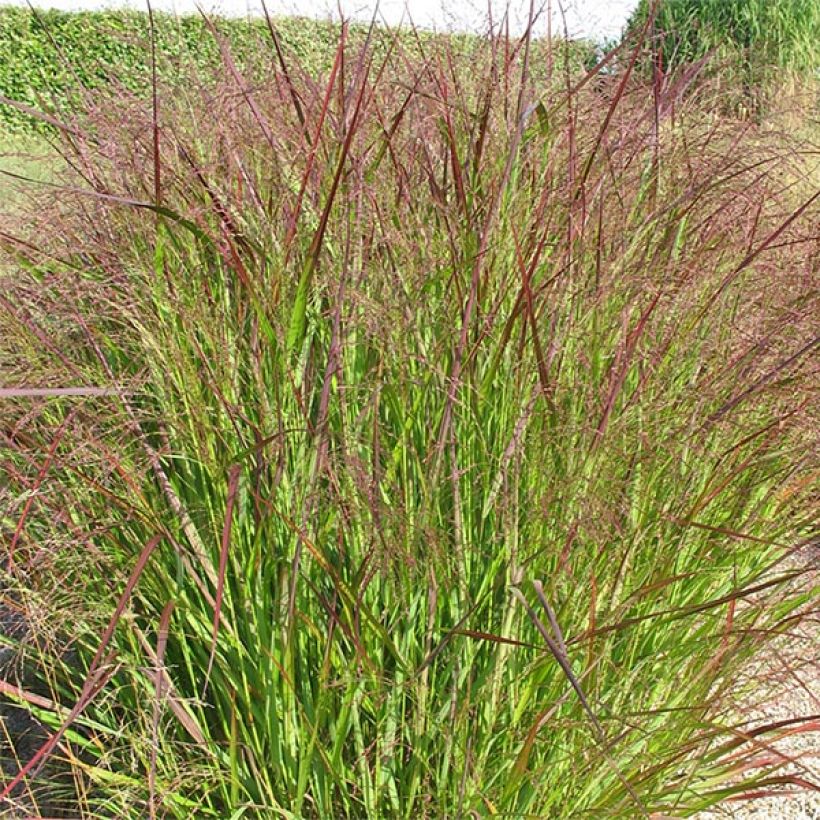 Panicum virgatum Warrior - Vingergras (Groeiplaats)