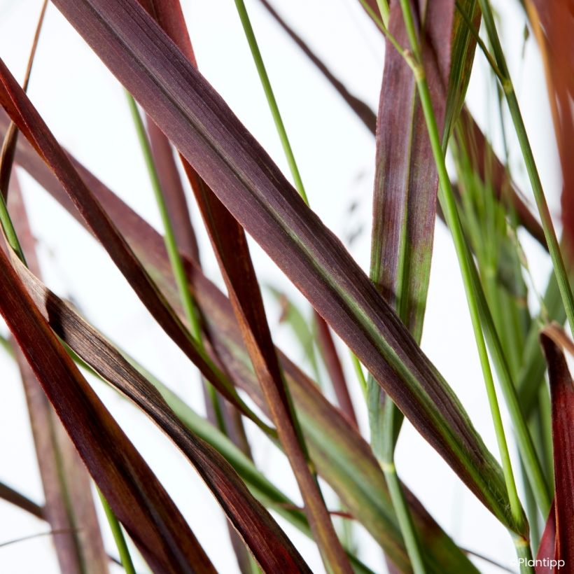 Panicum virgatum Hot Rod - Vingergras (Blad)