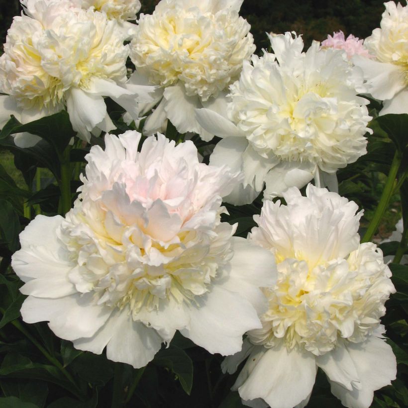 Paeonia lactiflora Top Brass - Pioenroos (Bloei)