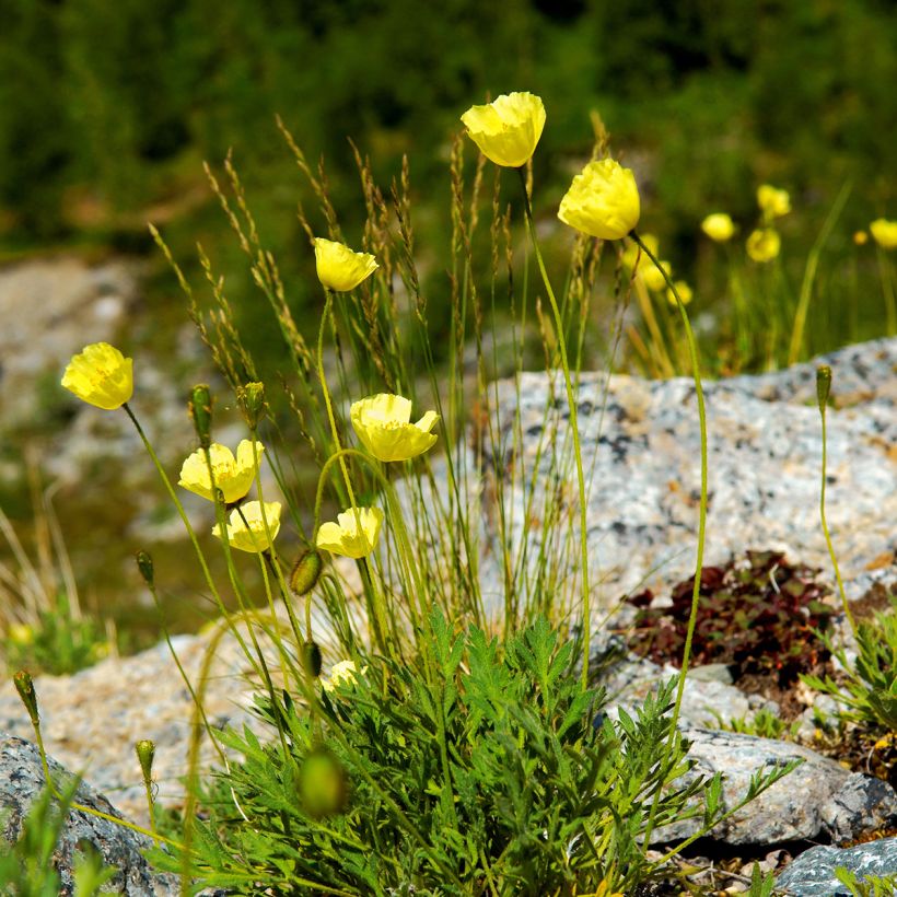 Papaver alpinum - Alpenklaproos (Groeiplaats)