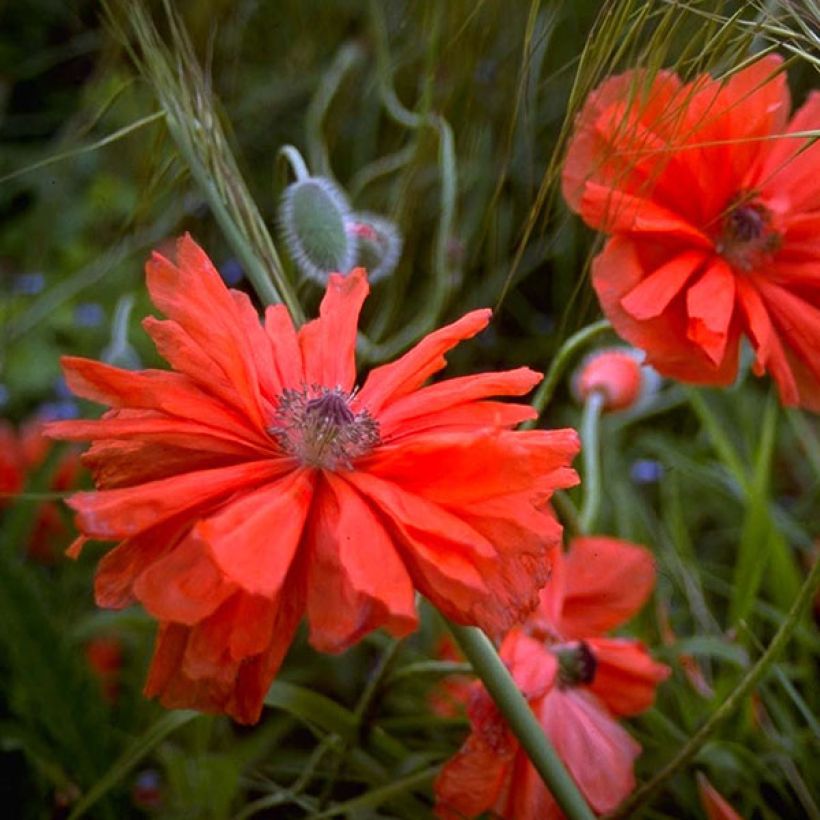 Papaver orientale May Queen - Oosterse papaver (Bloei)