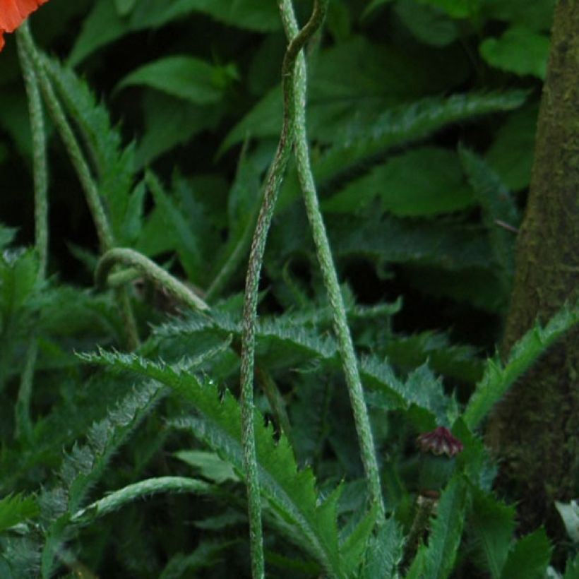 Papaver orientale Royal Wedding  - Oosterse papaver (Foliage)