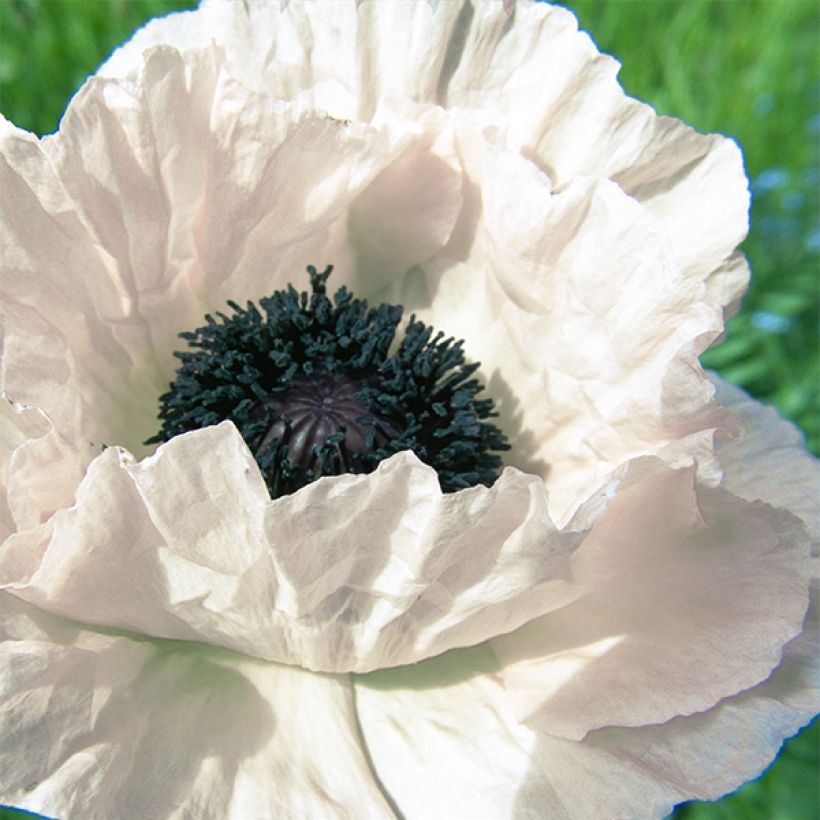Papaver orientale Royal Wedding  - Oosterse papaver (Flowering)