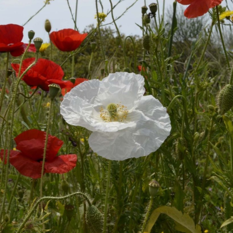 Papaver rhoeas Bridal Silk Wit (zaad) - Grote klaproos (Bloei)