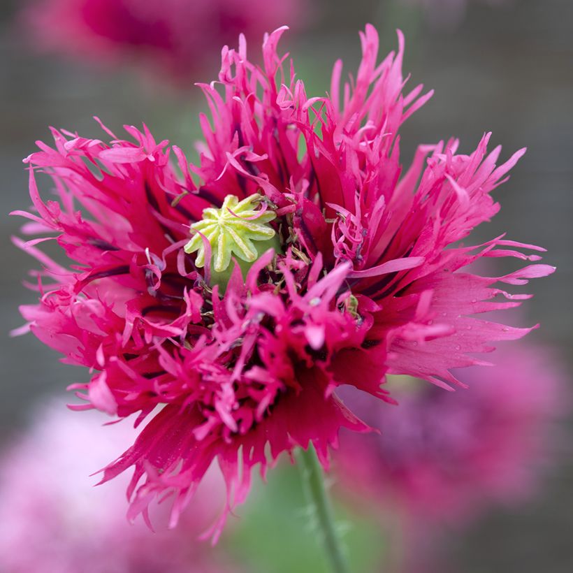 Papaver somniferum Rose Feathers (zaad) - Eenjarige slaapbol (Bloei)