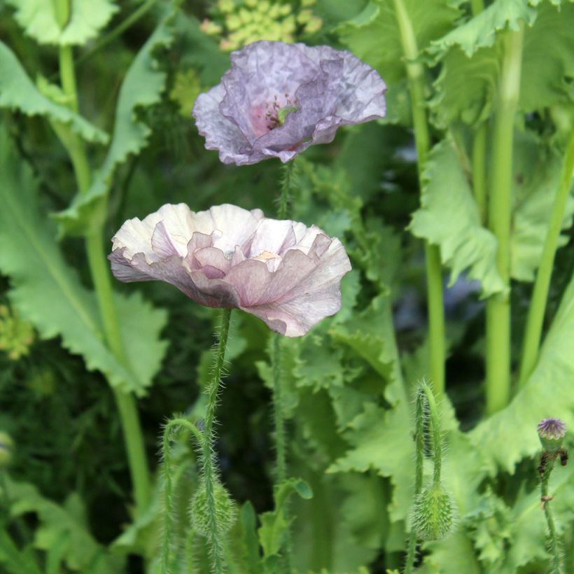 Papaver rhoeas Amazing Grey (zaad) - Grote klaproos (Bloei)
