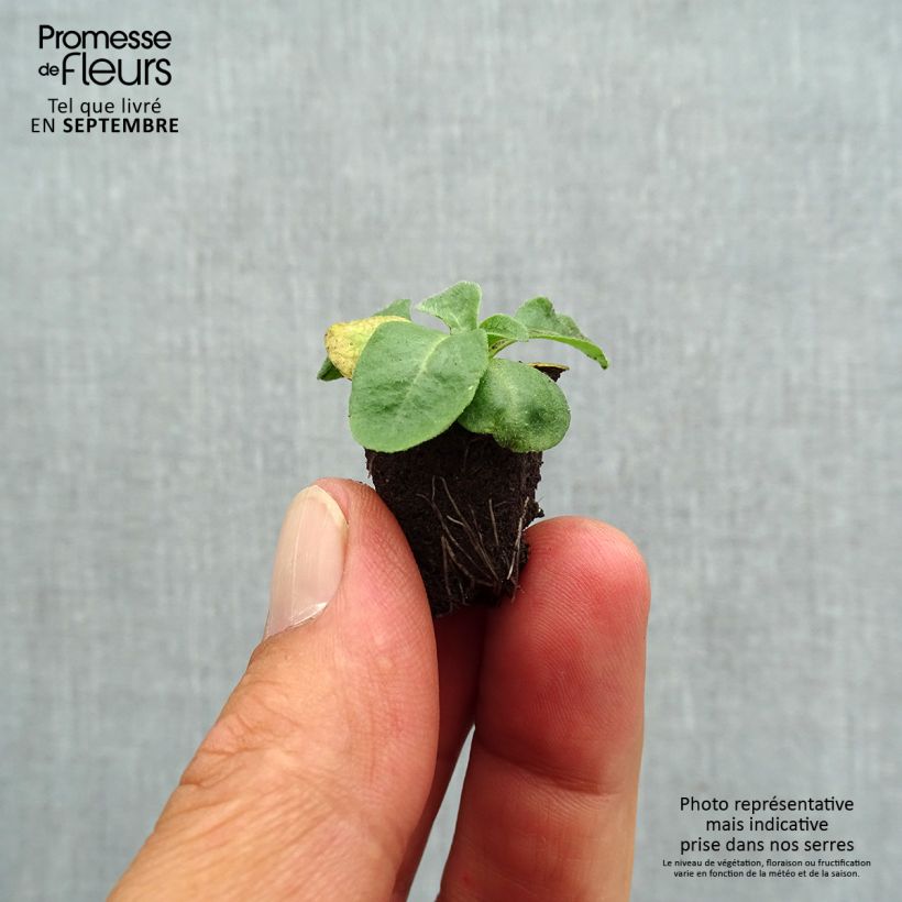 Exemplaar van Madeliefje Bellastar Compact White - Bellis perennis Mini-mot Ø 1,5/2,5 cm zoals geleverd in de herfst