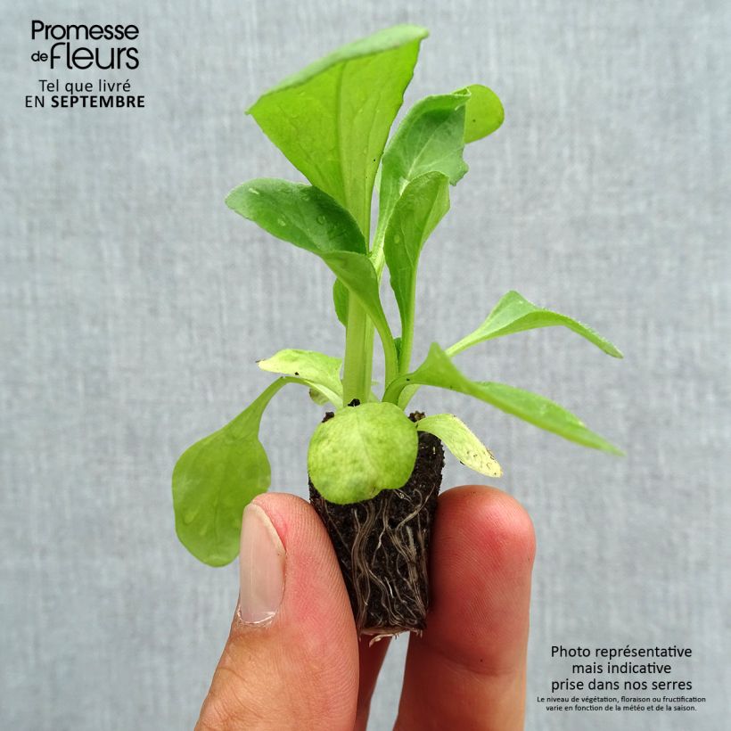 Exemplaar van Madeliefje Habanera Mix - Bellis perennis Mini-mot Ø 1,5/2,5 cm zoals geleverd in de herfst