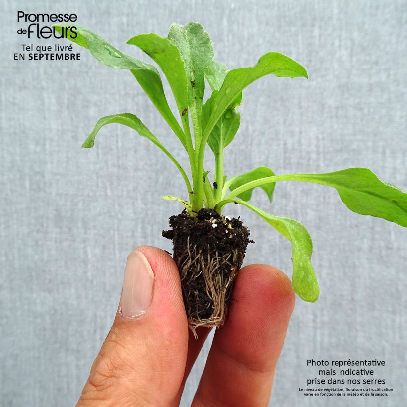 Exemplaar van Madeliefje Robella - Bellis perennis Mini-mot Ø 1,5/2,5 cm zoals geleverd in de herfst