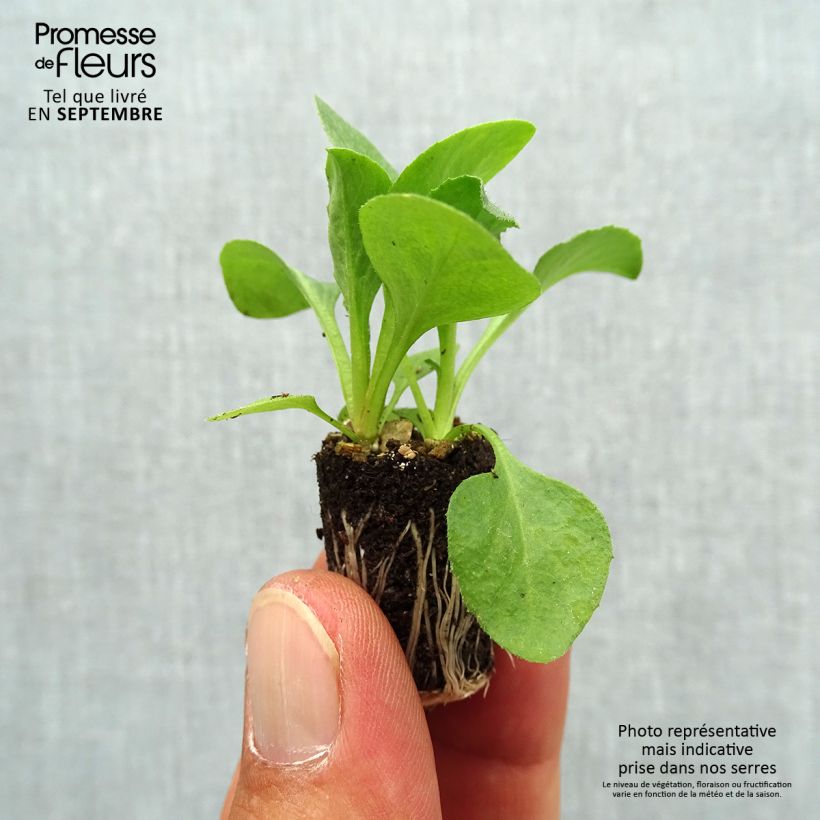 Exemplaar van Madeliefje wit Tasso - Bellis perennis Mini-mot Ø 1,5/2,5 cm zoals geleverd in de herfst