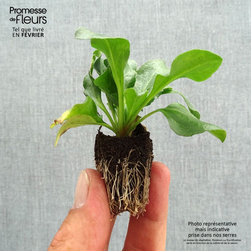 Exemplaar van Madeliefje roze Tasso - Bellis perennis Kluitplant: kluit 3,8 cm x 3,2 cm in een tray voor 16 planten zoals geleverd in de herfst