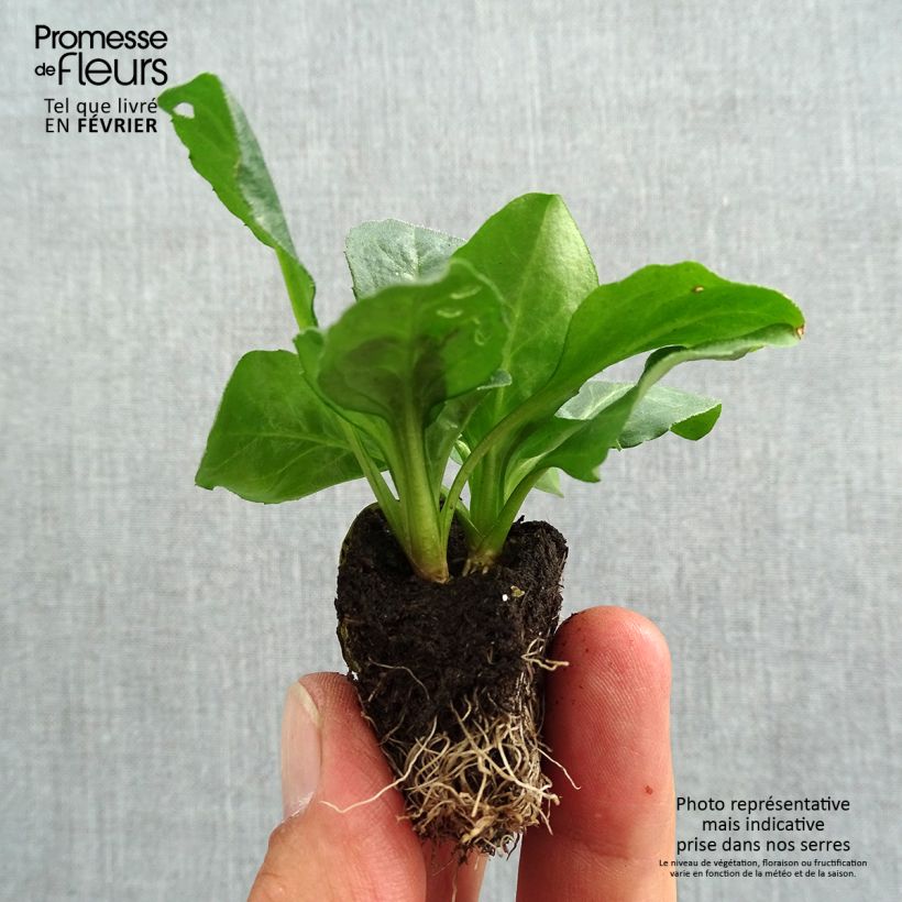 Exemplaar van Madeliefje Tasso Mixed - Bellis perennis Kluitplant: kluit 3,8 cm x 3,2 cm in een tray voor 16 planten zoals geleverd in de herfst