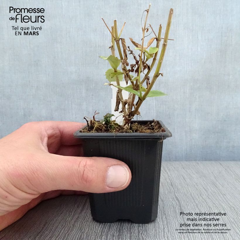 Exemplaar van Parahebe catarractae Avalanche Kweekpotje van 8/9 cm zoals geleverd in de lente