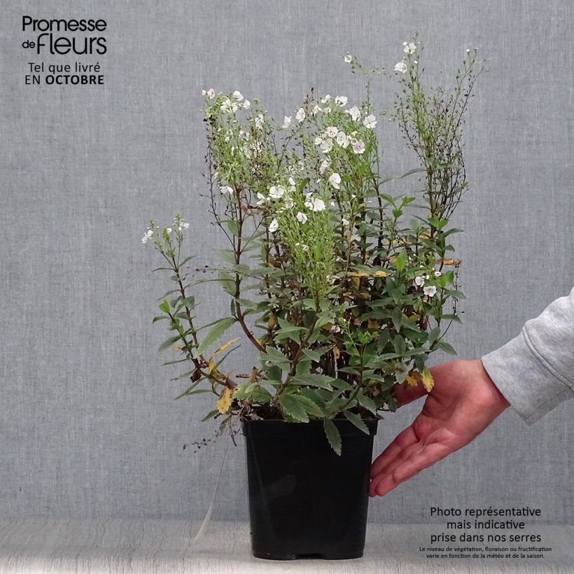 Exemplaar van Parahebe catarractae Avalanche Pot van 2 l/3 l zoals geleverd in de herfst