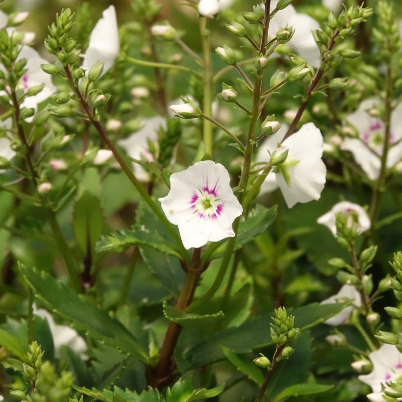 Parahebe catarractae Avalanche (Bloei)