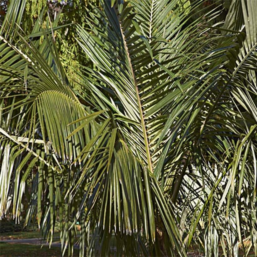 Parajubaea torallyi - Janchicocopalm (Blad)