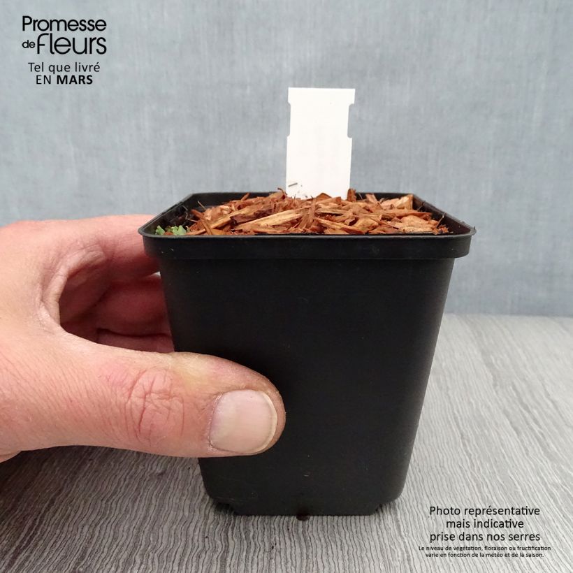 Exemplaar van Paris quadrifolia - Eenbes Kweekpotje van 8/9 cm zoals geleverd in de lente