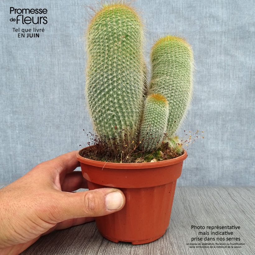 Exemplaar van Parodia leninghausii - Gele bolcactus Pot van 12 cm / 13 cm zoals geleverd in de zomer