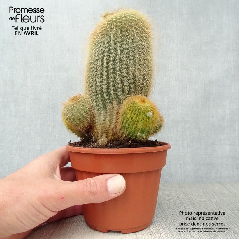 Exemplaar van Parodia leninghausii - Gele bolcactus Pot van 12 cm / 13 cm zoals geleverd in de lente