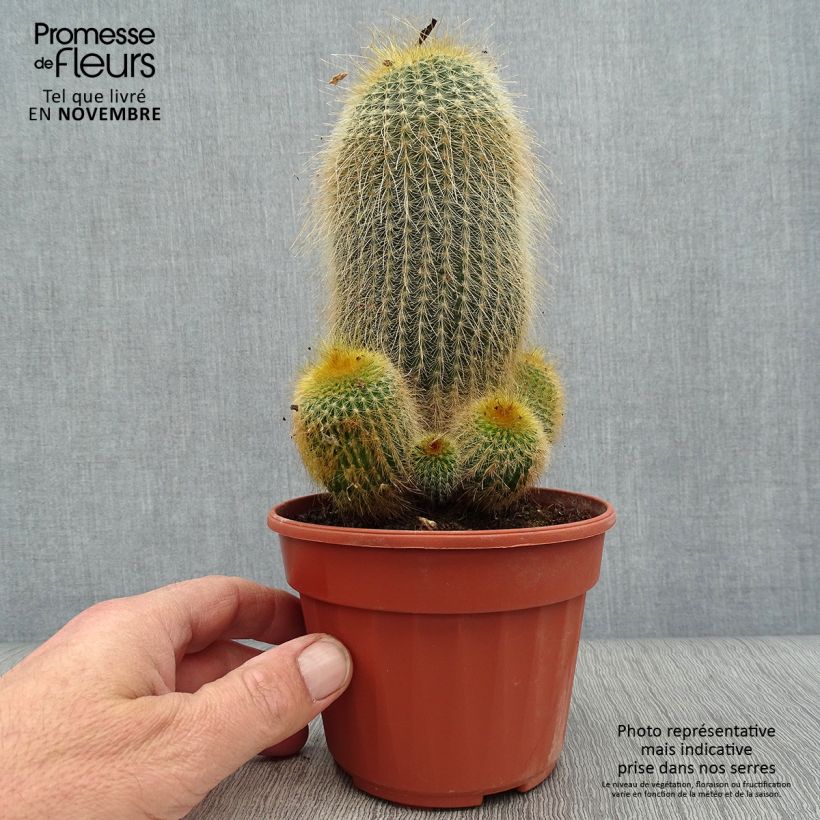 Exemplaar van Parodia leninghausii - Gele bolcactus Pot van 12 cm / 13 cm zoals geleverd in de herfst