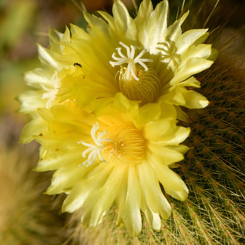 Parodia leninghausii - Gele bolcactus (Bloei)
