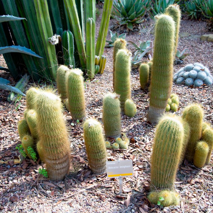 Parodia leninghausii - Gele bolcactus (Groeiplaats)
