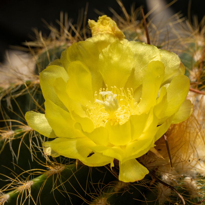 Parodia warasii - Bolcactus (Bloei)