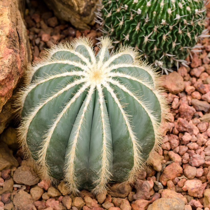 Parodia magnifica - Bolcactus (Groeiplaats)