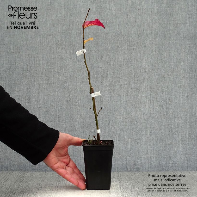 Exemplaar van Parrotia persica Bella - Perzisch IJzerhout Kweekpotje van 8/9 cm zoals geleverd in de herfst