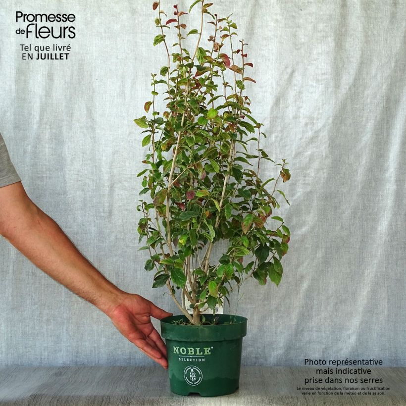 Exemplaar van Parrotia persica Persian Spire - Perzisch IJzerhout Pot van 3 l/4 l zoals geleverd in de zomer