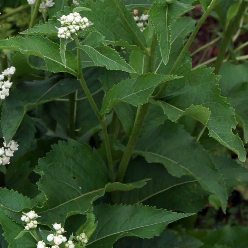 Parthenium integrifolium - Wilde kinine (Blad)