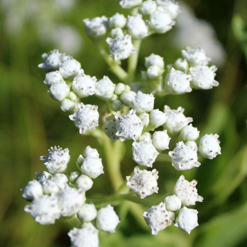 Parthenium integrifolium - Wilde kinine (Bloei)