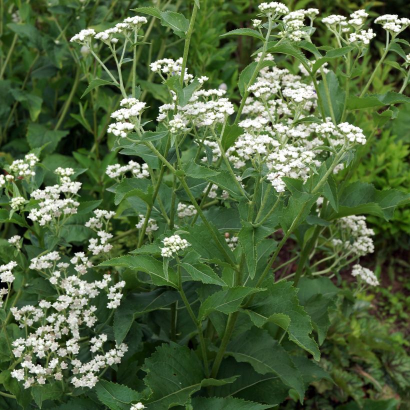 Parthenium integrifolium - Wilde kinine (Groeiplaats)