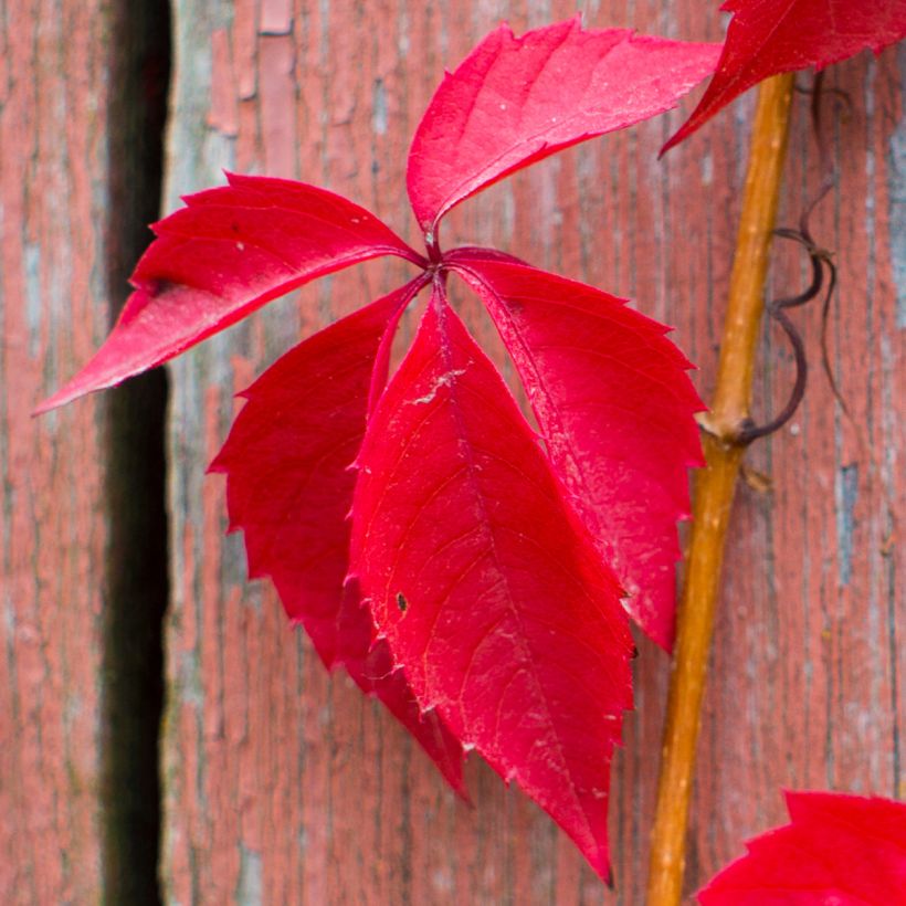 Parthenocissus quinquefolia Red wall Troki - Wilde wingerd (Blad)