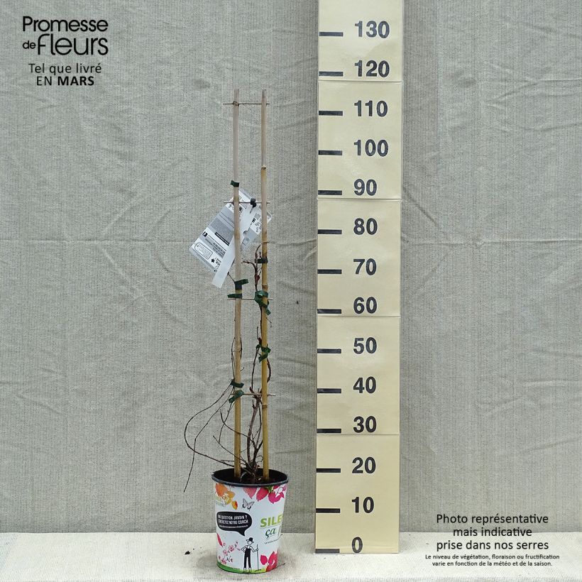 Exemplaar van Parthenocissus tricuspidata Atropurpurea - Wilde wingerd Pot van 2 l/3 l zoals geleverd in de lente