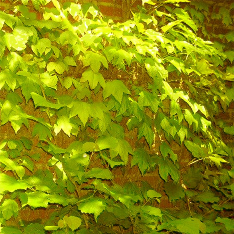 Parthenocissus tricuspidata Fenway Park - Wilde wingerd (Groeiplaats)