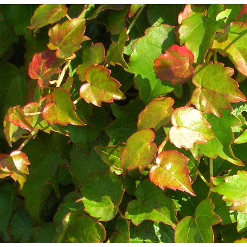 Parthenocissus tricuspidata Minutifolia - Wilde wingerd (Blad)