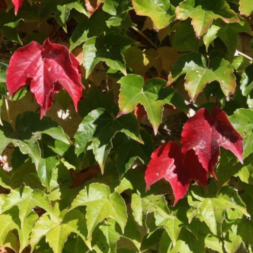 Parthenocissus tricuspidata Veitchii Robusta - Wilde wingerd (Blad)