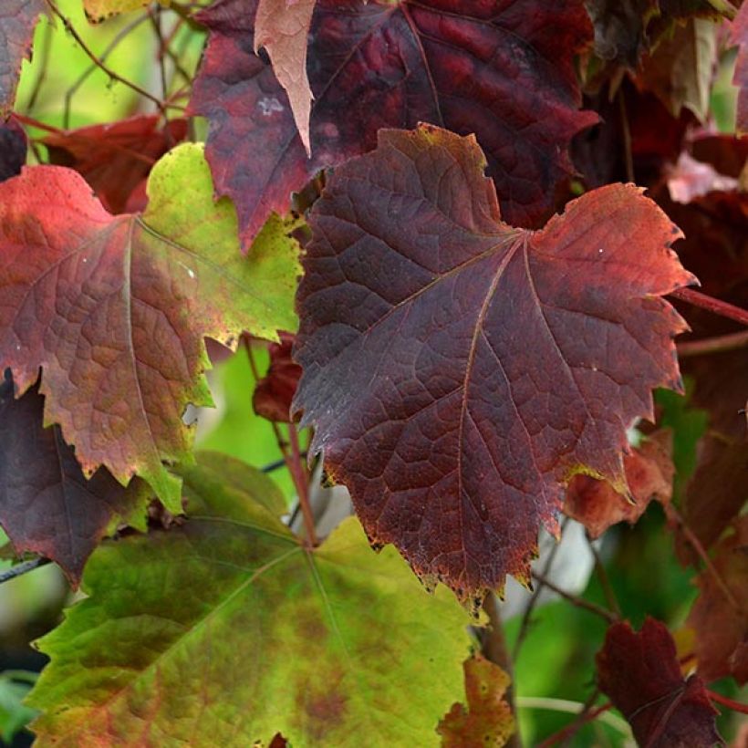 Parthenocissus tricuspidata Atropurpurea - Wilde wingerd (Blad)