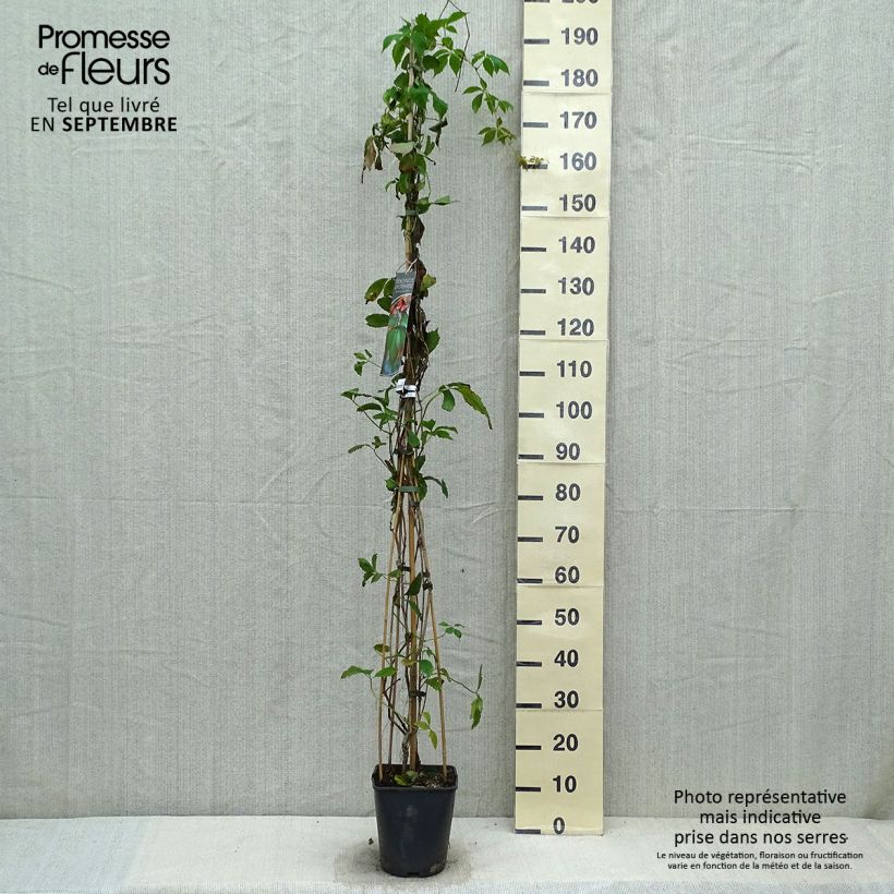 Exemplaar van Parthenocissus viteacea - Valse wingerd Pot van 4 l/5 l zoals geleverd in de herfst