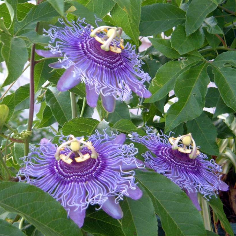 Passiflora Incense - Passiebloem (Bloei)