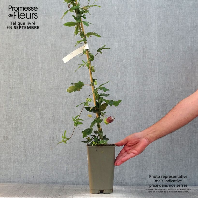 Exemplaar van Passiflora Lady Betty Myles Young - Passiebloem Pot van 3 l/4 l zoals geleverd in de zomer