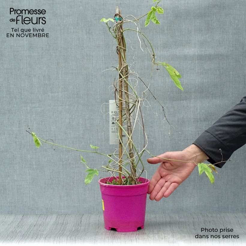 Exemplaar van Passiflora allardii - Passiebloem Pot van 2 l/3 l zoals geleverd in de herfst