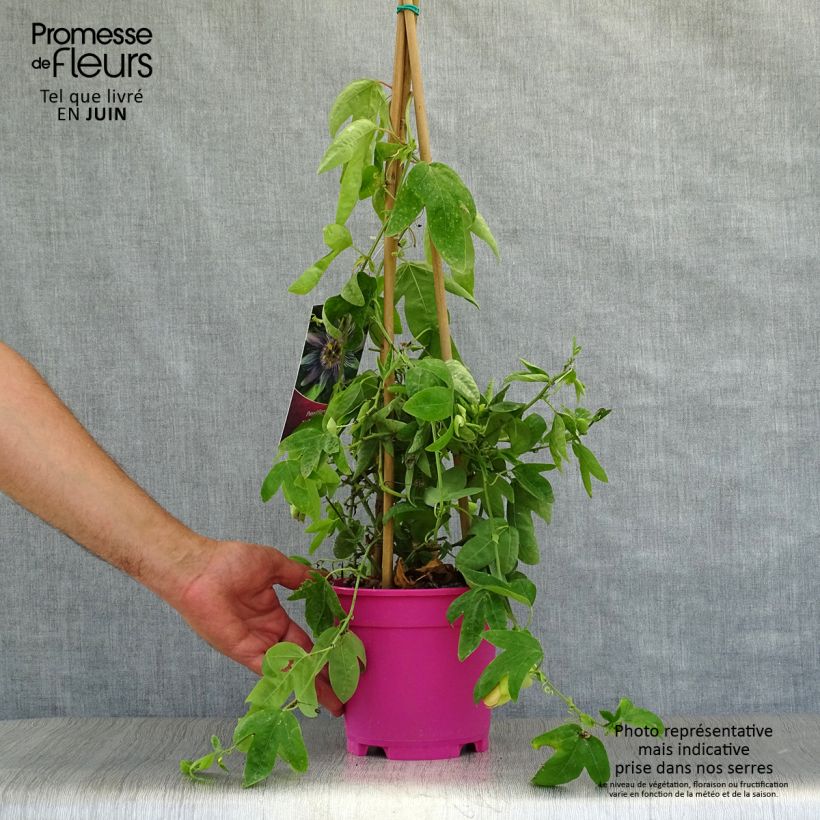 Exemplaar van Passiflora allardii - Passiebloem Pot van 2 l/3 l zoals geleverd in de zomer
