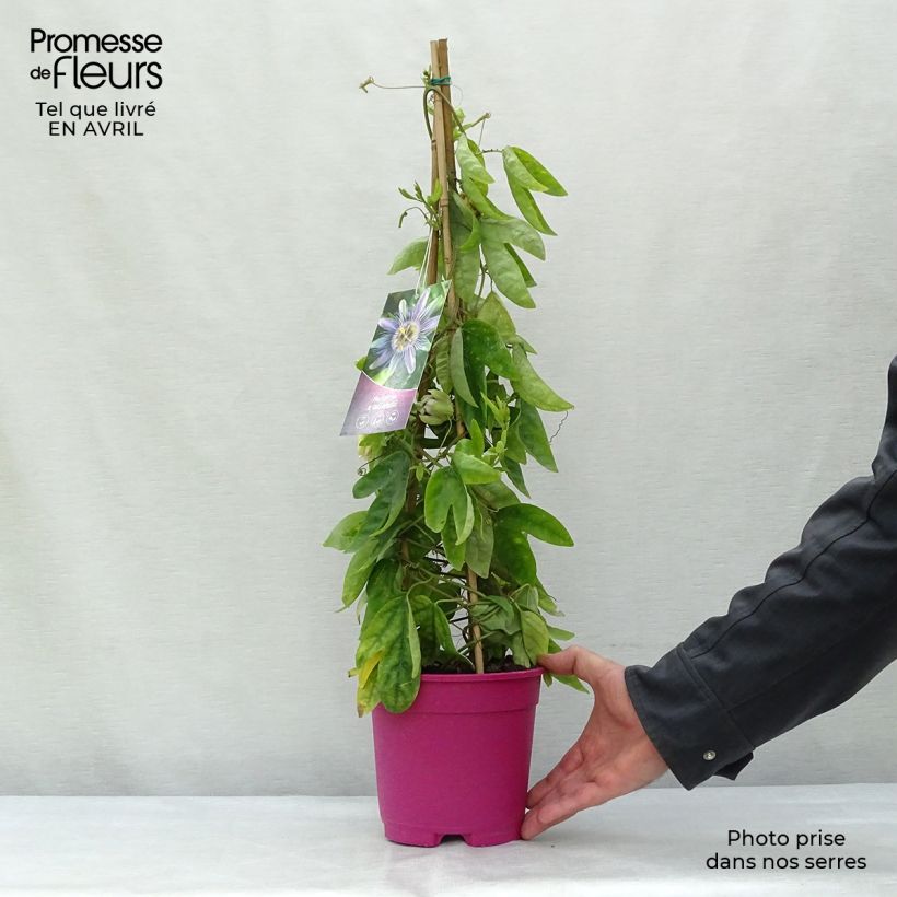 Example of Passiflora allardii - Passiebloem Pot van 2 l/3 l as you get in printemps